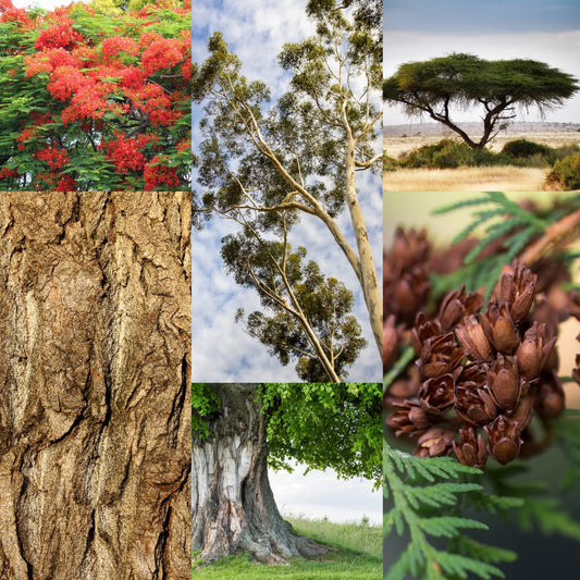 IDENTIFYING LOCAL FLORA